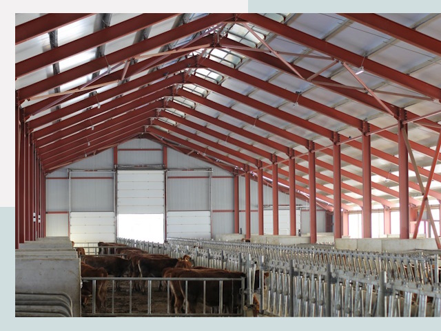 Строительство коровников в Заволжье